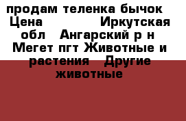 продам теленка бычок › Цена ­ 12 000 - Иркутская обл., Ангарский р-н, Мегет пгт Животные и растения » Другие животные   . Иркутская обл.